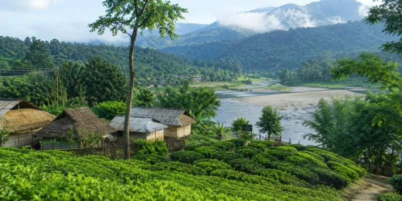Lush green rural landscape in Assam India, traditional village setting, tea gardens or countryside scenery